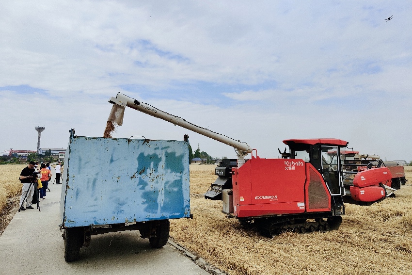 5月15日，廣漢國家現代農業產業園測產現場。人民網記者 朱虹攝