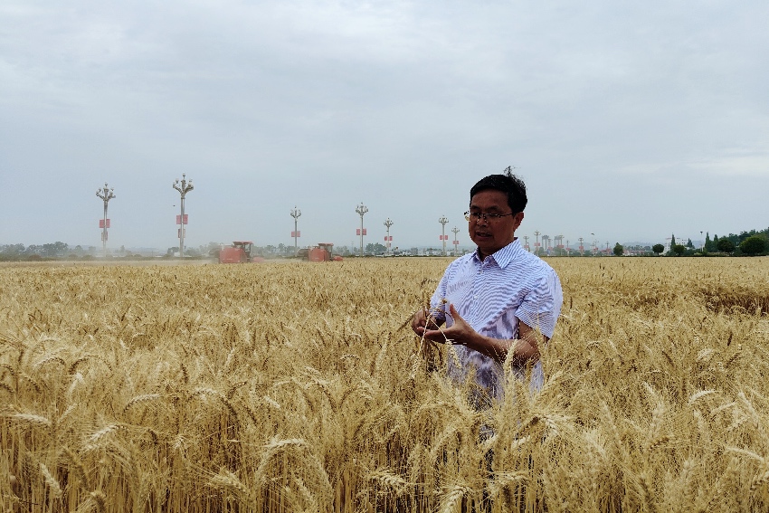 湯永祿介紹小麥種植情況。人民網記者 朱虹攝