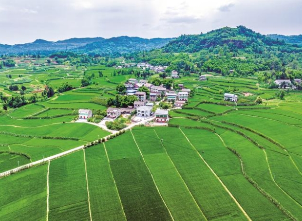 6月20日，廣安區花橋鎮花橋村稻田、道路、村落交相輝映，構成一幅美麗的夏日鄉村生態畫卷。近年來，廣安區大力推進鄉村振興戰略，加強生態鄉村規劃建設，完善基礎配套設施，持續優化人居環境，打造宜居宜業的美麗鄉村。（張國盛攝）