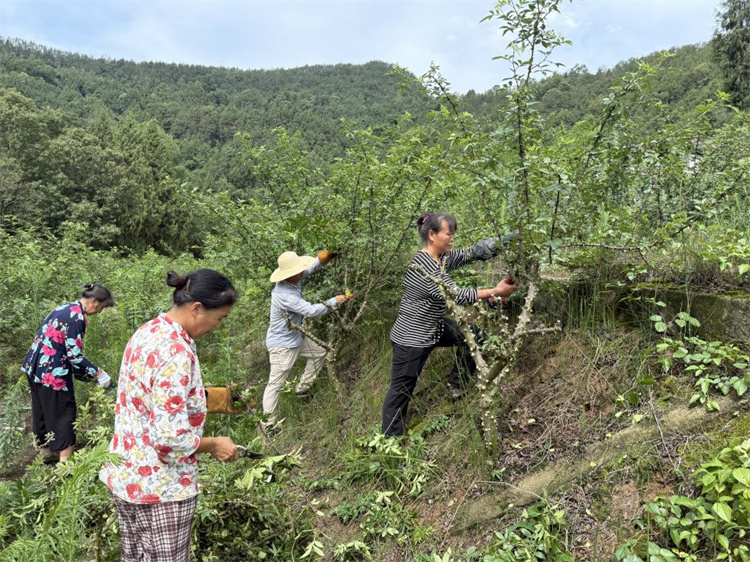 采摘花椒。蒼溪縣融媒體中心供圖