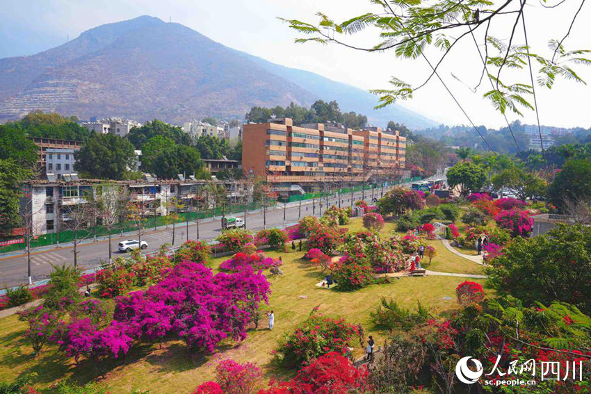 河門口公園改造后的三角梅特色景觀區。田金艷攝