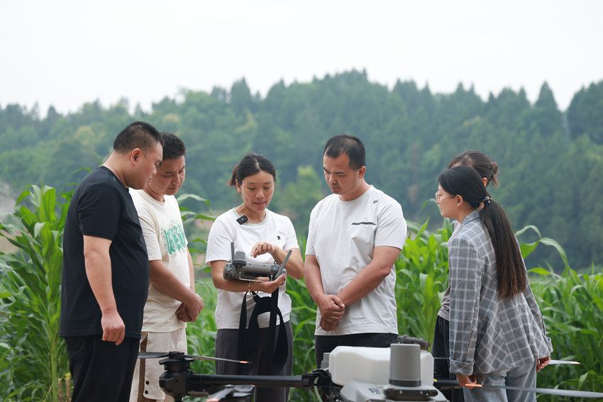 奉歡為“新農人”指導無人機噴灑農藥要點。屈超英 攝