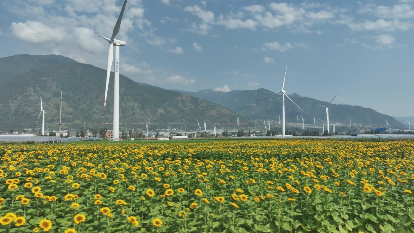 民主村60余畝向日葵燦爛盛放。德昌縣委宣傳部供圖