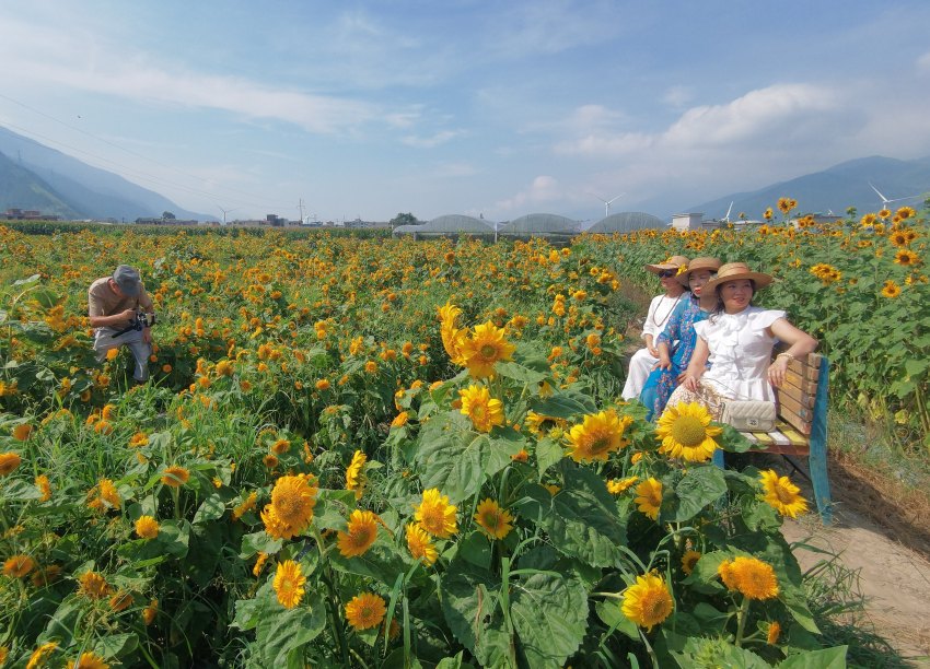 游客正在向日葵花海中拍照打卡。德昌縣委宣傳部供圖