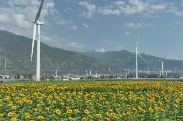 四川德昌：向日葵花海最佳觀賞期 四面八方游客紛至沓來