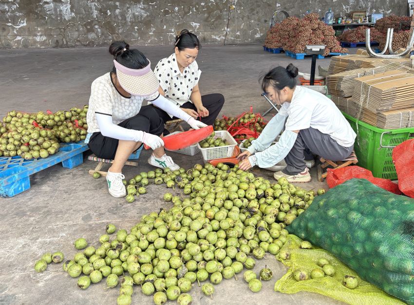 沒有去皮的核桃。德昌縣委宣傳部供圖
