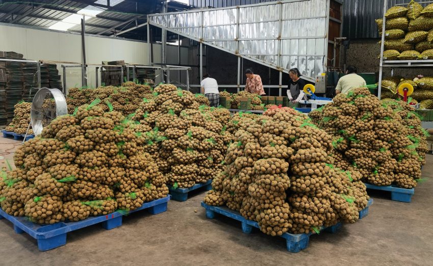 已經加工過的核桃。德昌縣委宣傳部供圖