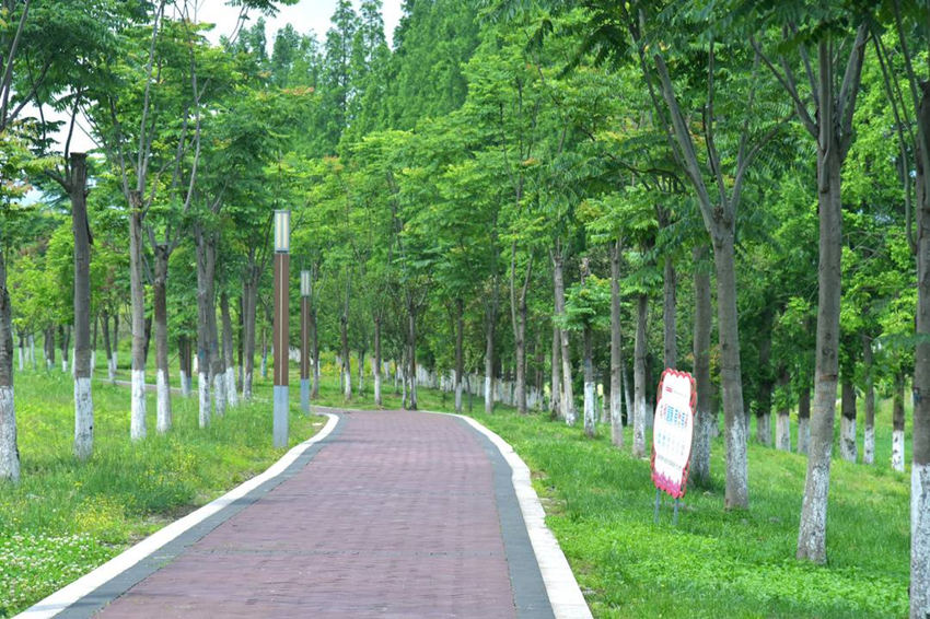 龍吟灘濕地公園健康步道。何鑫攝