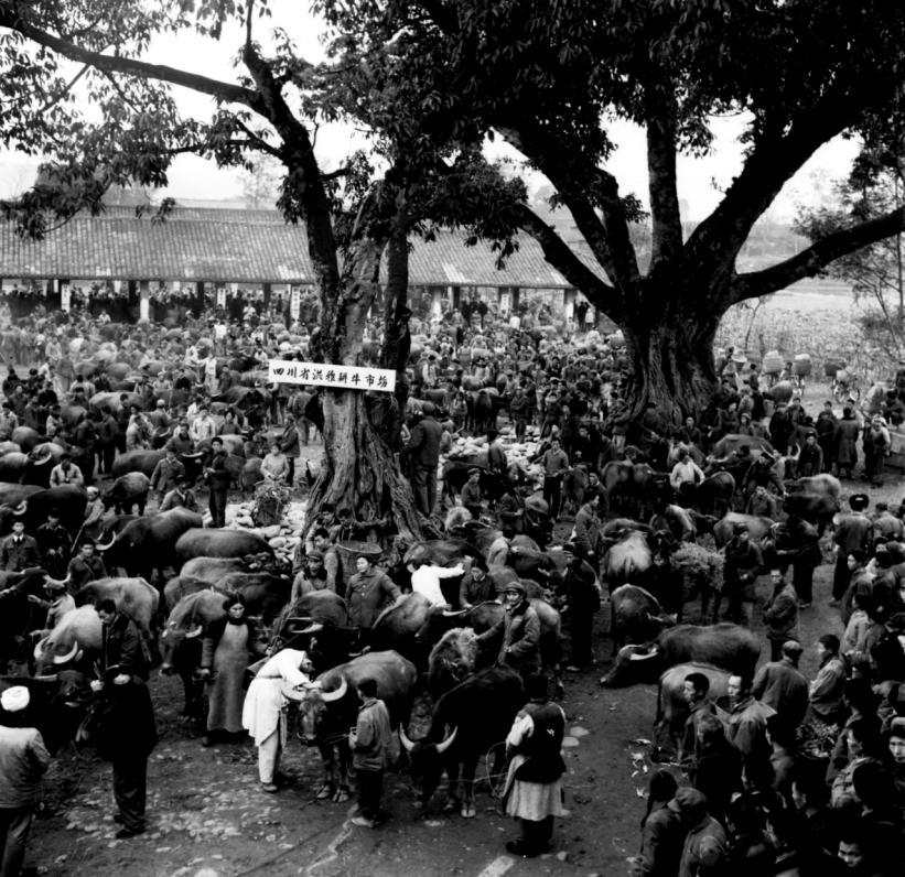 20世紀80年代的洪雅耕牛市場。眉山市黨史和地方志編纂中心供圖