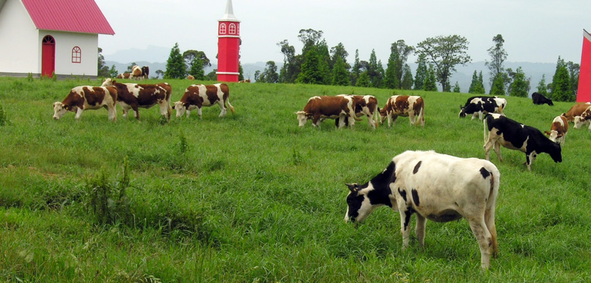 洪雅縣現代牧業。洪雅縣黨史和地方志編纂中心供圖
