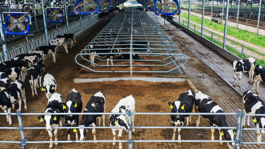 洪雅縣現代化奶牛養殖基地。洪雅縣黨史和地方志編纂中心供圖