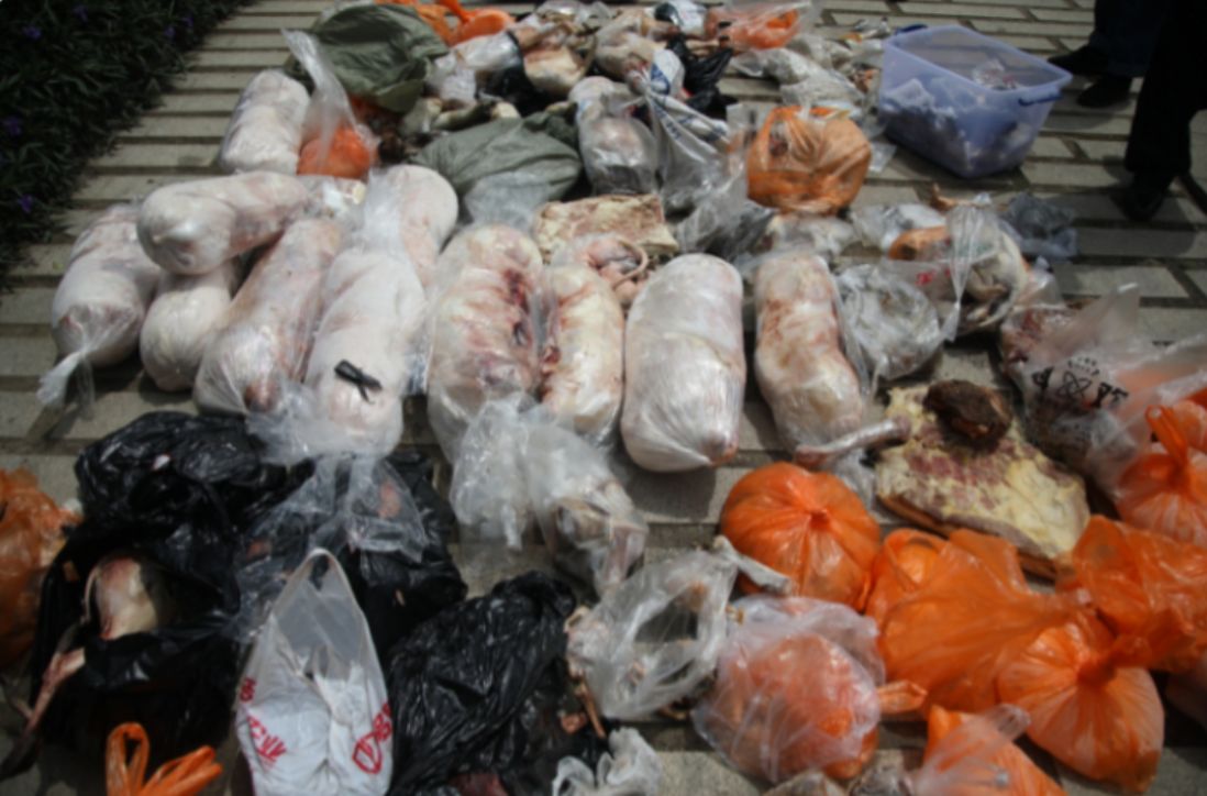 查獲的野生動物。攀枝花公安供圖