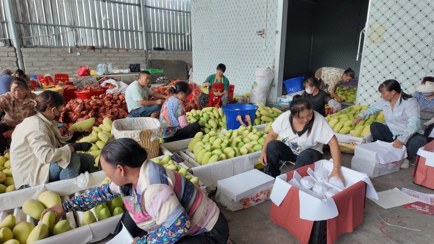 村民們正在將采摘的芒果裝箱。毛輝攝