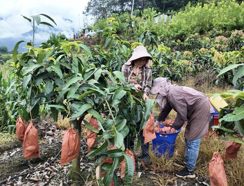 村民正在采摘成熟的芒果。毛輝攝