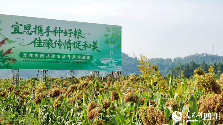 宜賓幫扶工作隊帶領恩陽村民種上了高粱，為宜賓白酒產業提供優質原材料，實現雙贏。人民網記者 王波攝