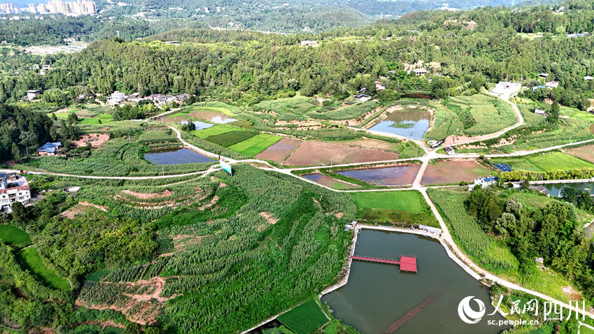 宜賓恩陽共建釀酒專用糧基地。人民網記者 王波攝