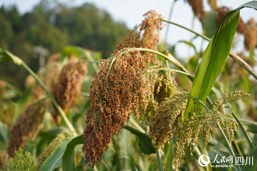 沉甸甸、紅艷艷的“宜糯紅4號”高粱進入豐收季節。人民網記者 王波攝