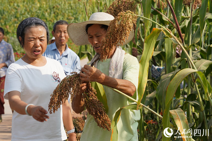 宜賓幫扶工作隊農技專家指導村民收割。人民網記者 王波攝