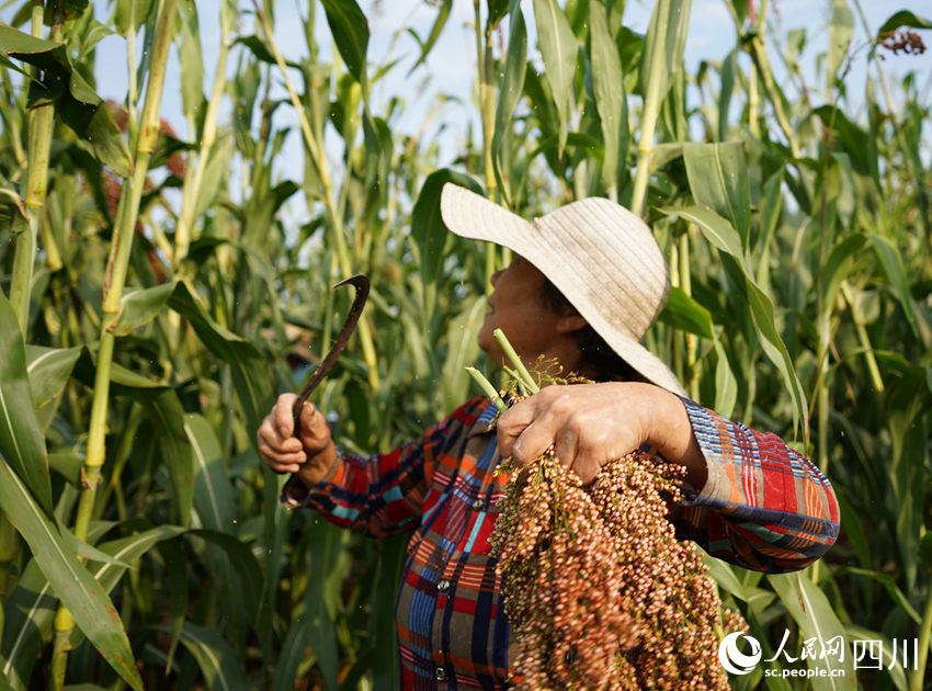 通過村民們連日來的努力，高粱收割已進入尾期。人民網記者 王波攝