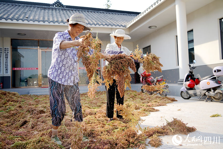 村民們在院壩中晾曬高粱。人民網記者 王波攝