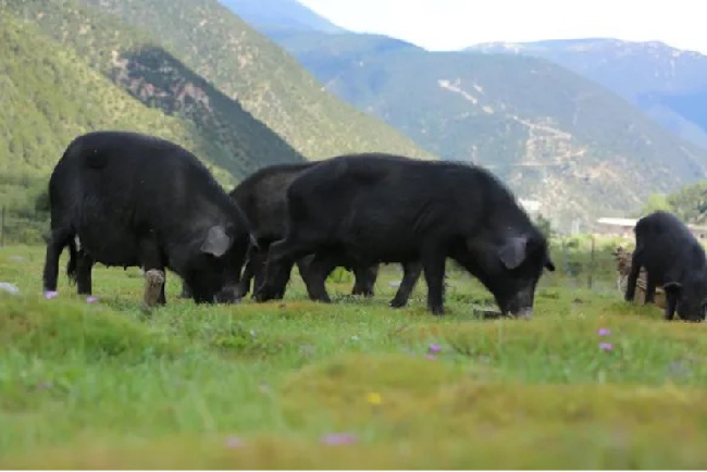 鄉城藏豬。鄉城縣市場監管局供圖