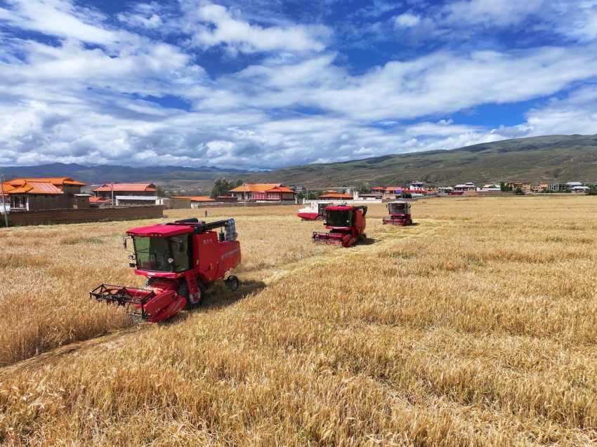 聯合收割機正在收割青稞。湯啟陽攝