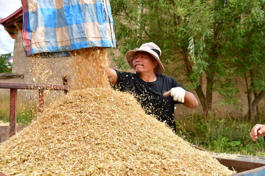 青稞豐收村民笑開顏。湯啟陽攝