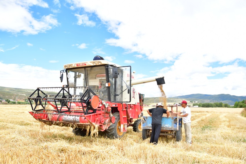 正在將收割的青稞裝上拖拉機。湯啟陽攝