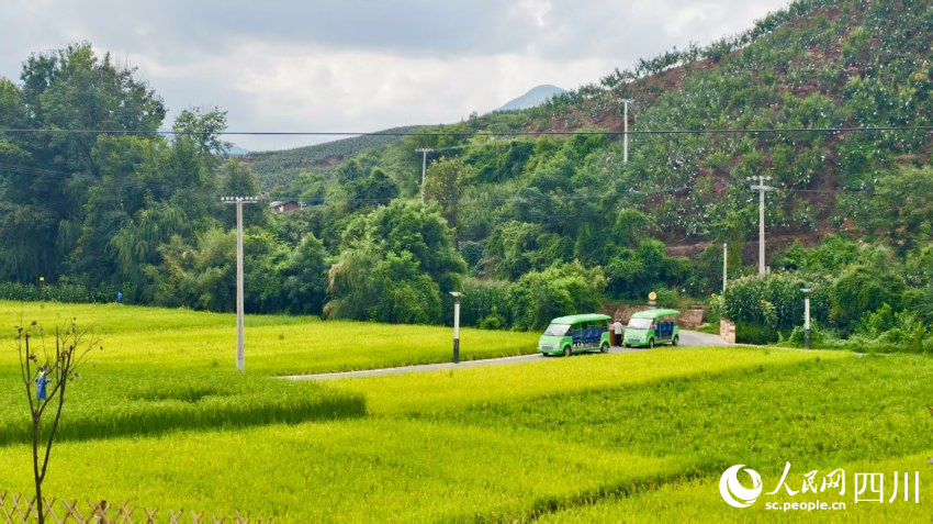 稻香中的姜州鎮中和村一角。人民網 趙祖樂攝