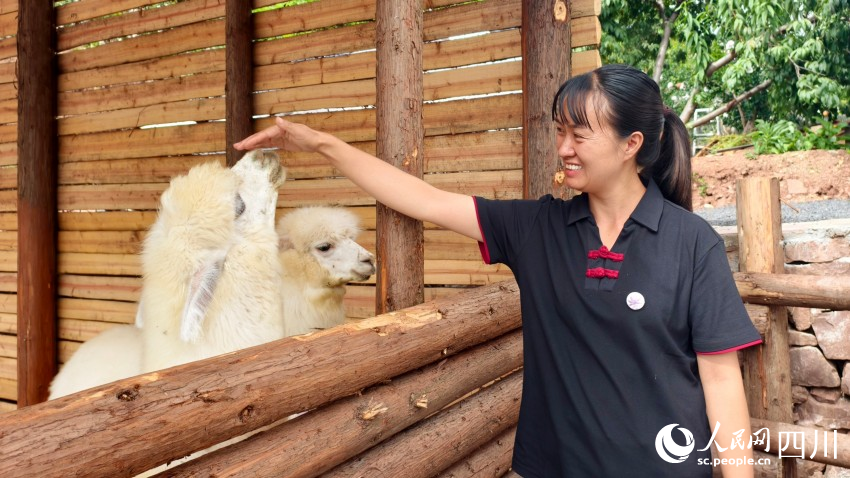 憨態可掬的羊駝和笑容可掬的飼養員。人民網 趙祖樂攝