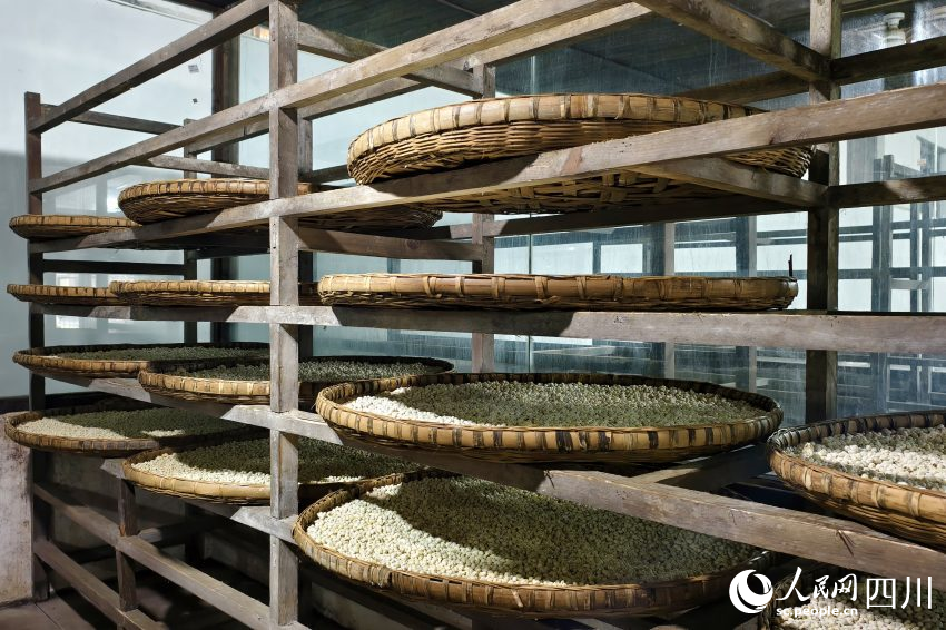 先市醬油赤水河莊園生產車間，正在進行自然制曲。人民網 趙祖樂攝