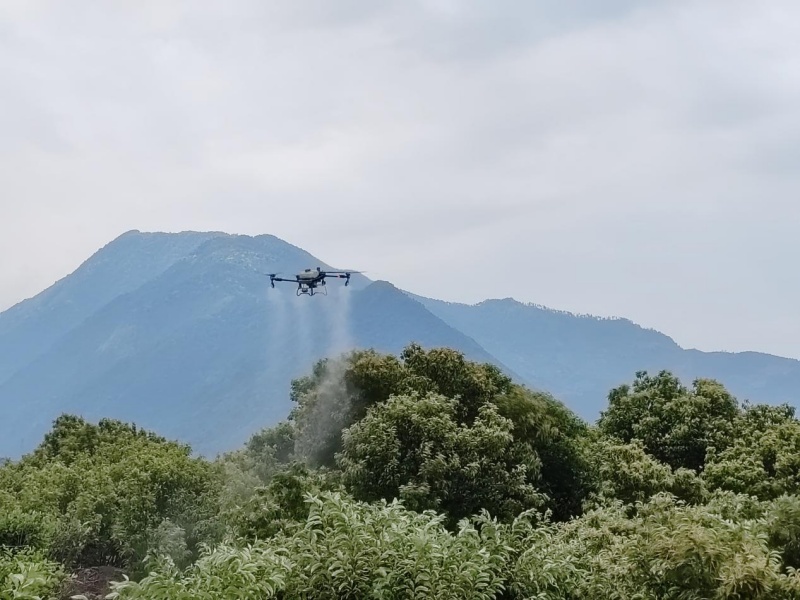 無人機開展大規模板栗防治作業。張霖攝