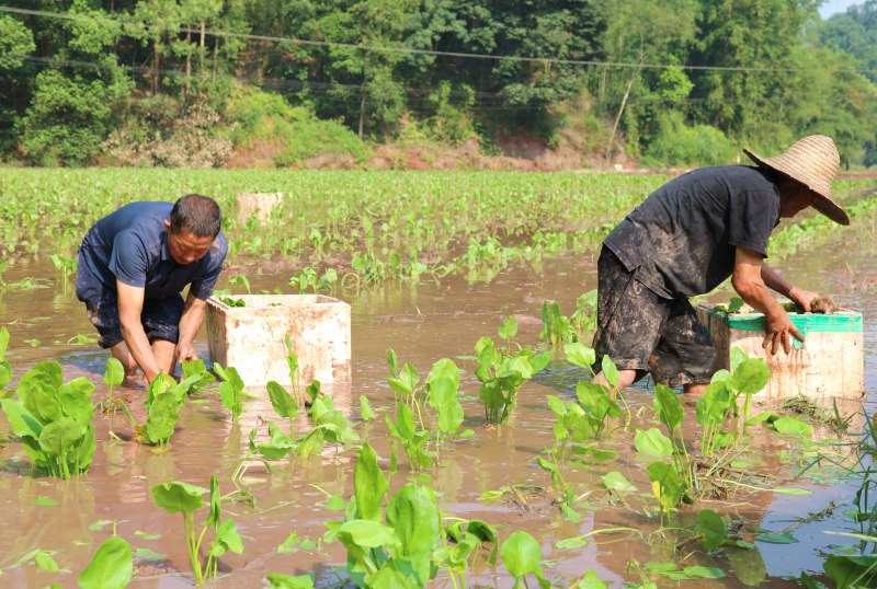 一株株翠綠的澤瀉苗移栽入田。合江融媒供圖