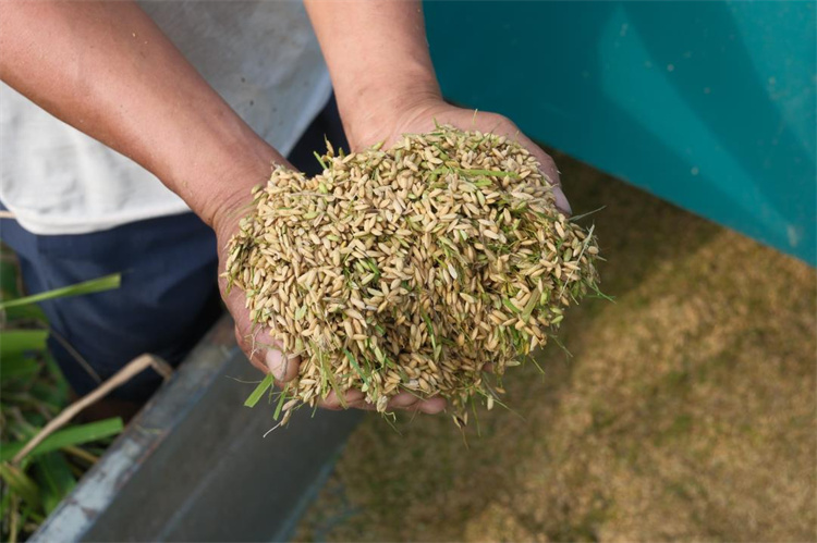 剛打好的水稻。敘州區融媒體中心供圖