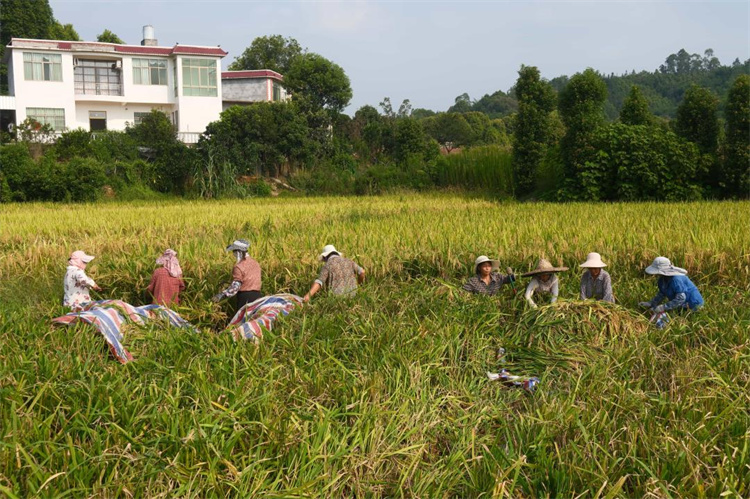 蕨溪鎮橫山村村民正在收割稻谷。敘州區融媒體中心供圖