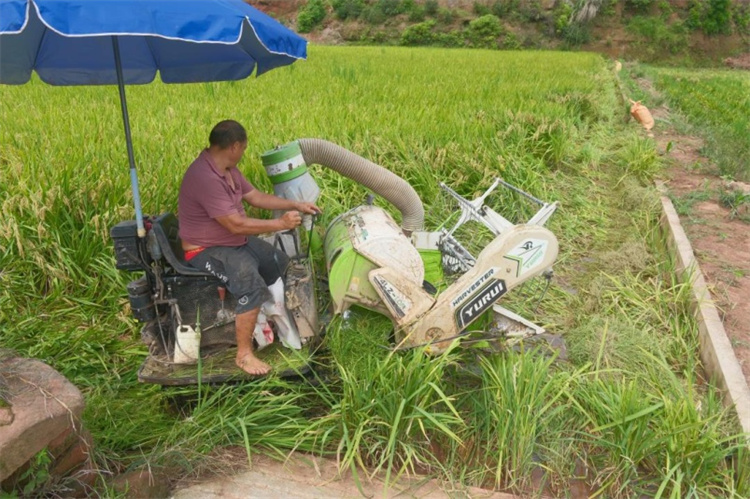 收水稻現場。敘州區融媒體中心供圖