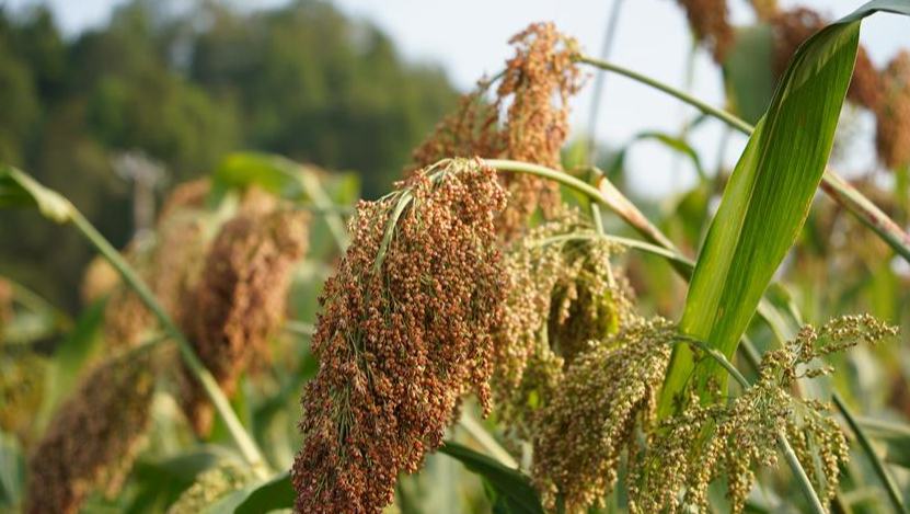 看“紅糧”如何做到“兩頭甜”