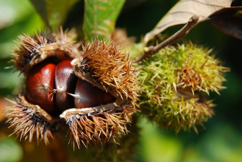 成熟的板栗。德昌縣委宣傳部供圖
