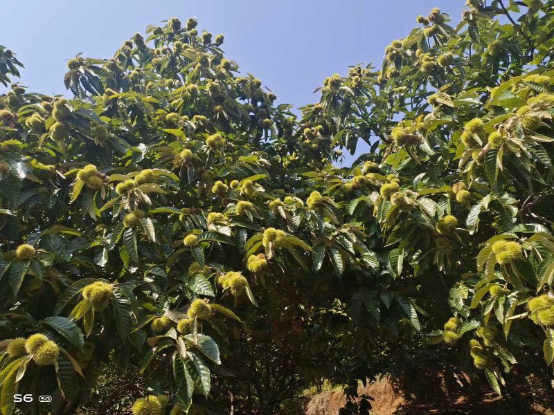 未成熟的板栗。德昌縣委宣傳部供圖