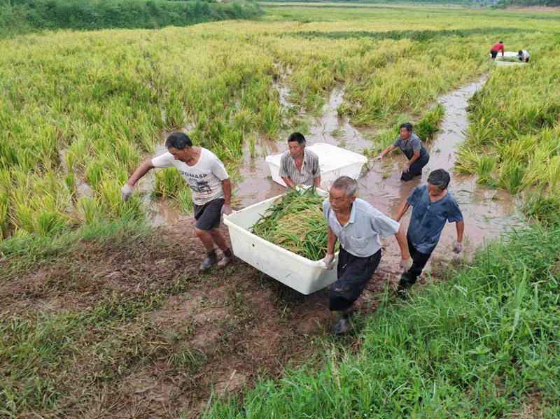 人工搬運剛收割的稻谷。陳剛攝