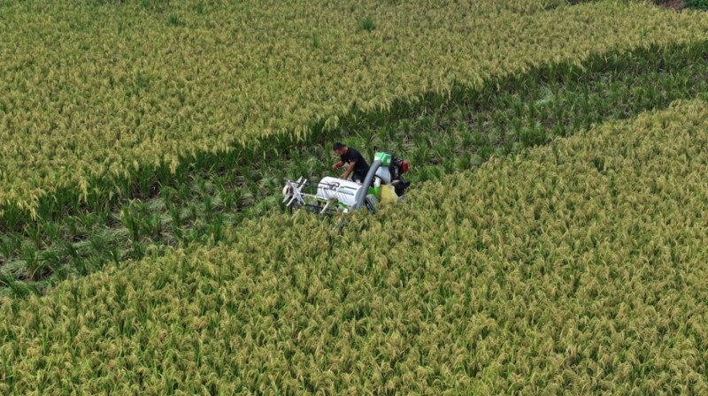 收割稻谷。雁江區委宣傳部供圖