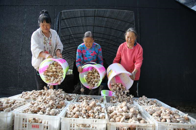 菇農剛采摘好的香菇。郭桂花供圖