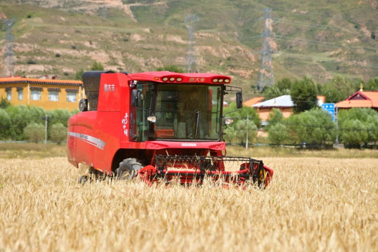 四川甘孜縣青稞秋收正當時 收割忙“豐”景美