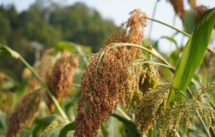 行進中國 | 看“紅糧”如何做到“兩頭甜”