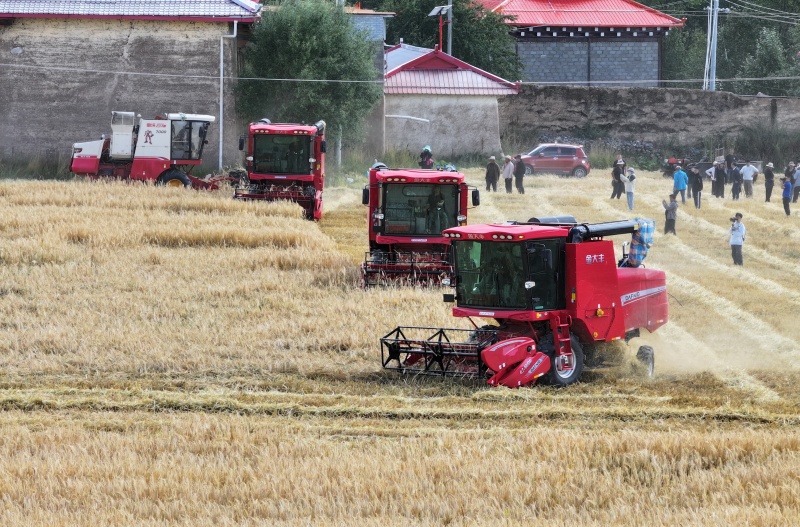 甘孜州甘孜縣青稞收割現場