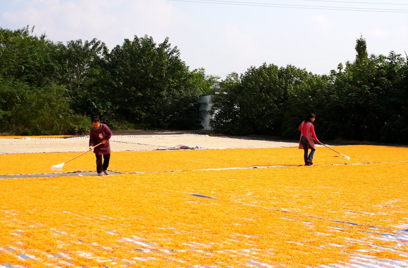 高縣分享豐收喜悅