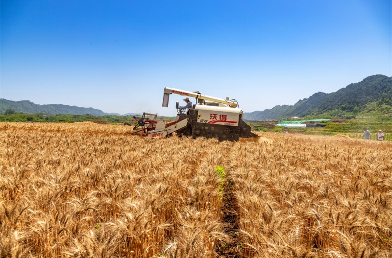 農田里翻涌著金色波濤