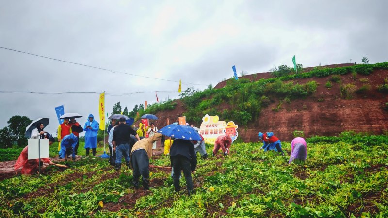 “沉浸式”體驗挖紅薯。閆凱攝