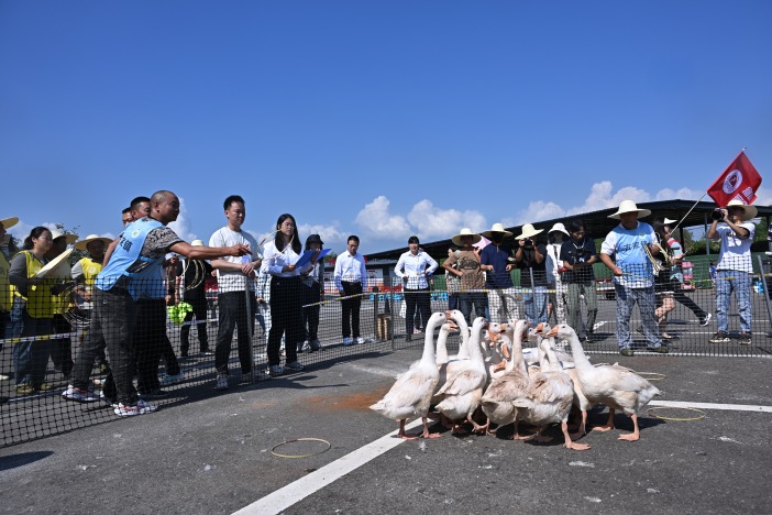開心套大鵝比賽正在進行。仁壽縣委宣傳部供圖