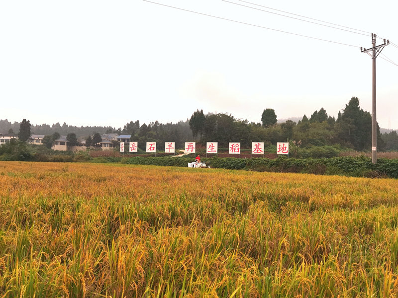 石羊鎮再生稻基地收割現場。受訪者供圖